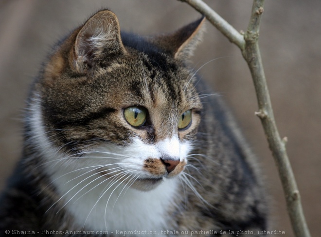 Photo de Chat domestique