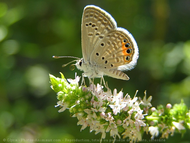 Photo de Papillon