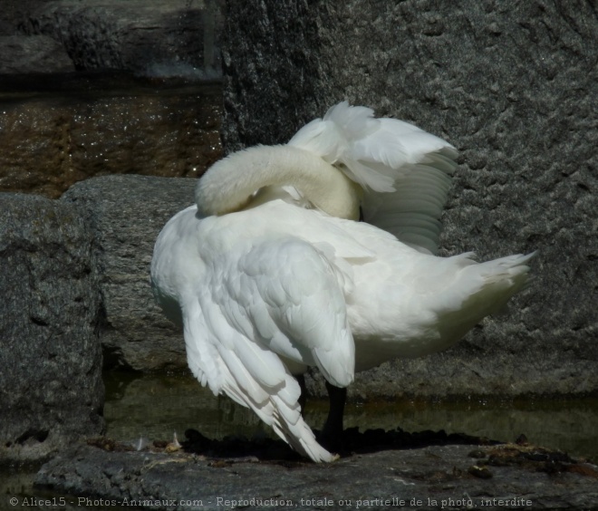 Photo de Cygne