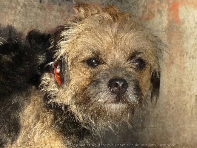 Photo de Border terrier