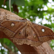 Photo de Papillon