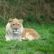 Photo de Lion