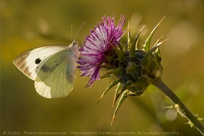 Photo de Papillon