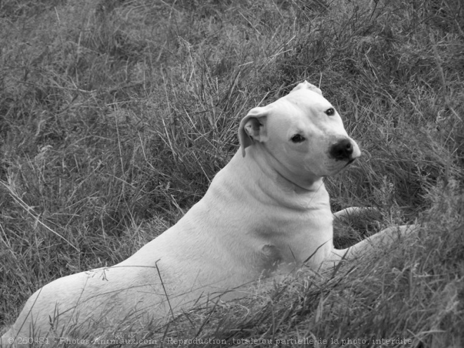 Photo de Dogue argentin