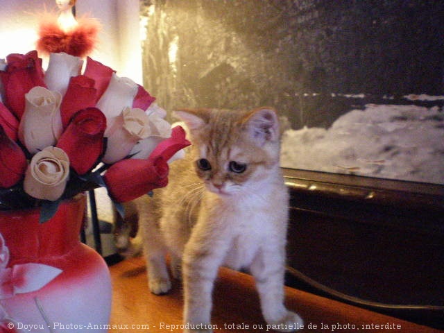 Photo de British shorthair