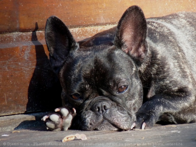 Photo de Bouledogue franais