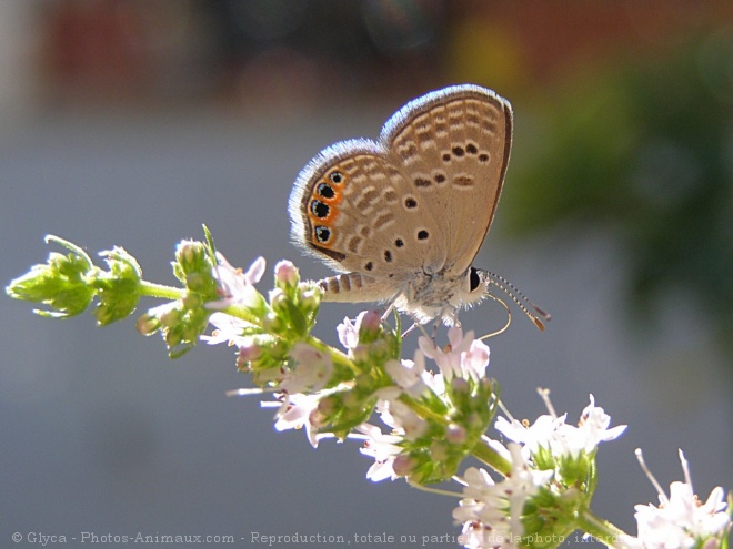 Photo de Papillon