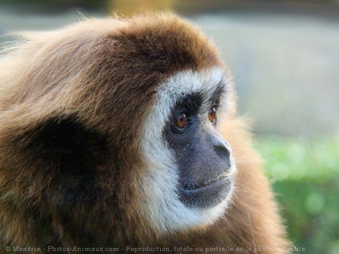 Photo de Singe - gibbon