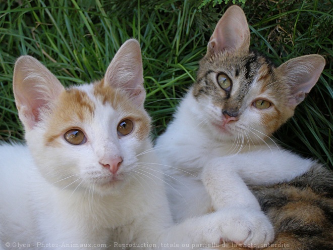 Photo de Chat domestique