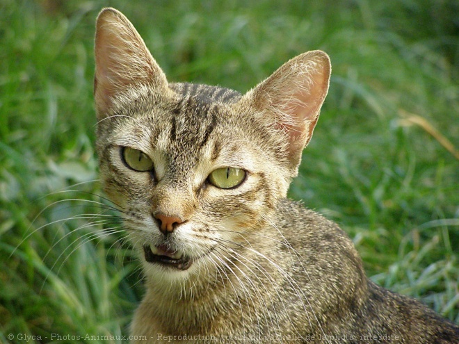 Photo de Chat domestique