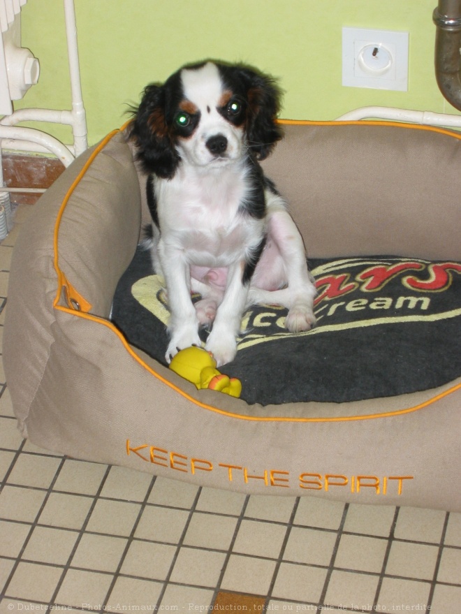 Photo de Cavalier king charles spaniel