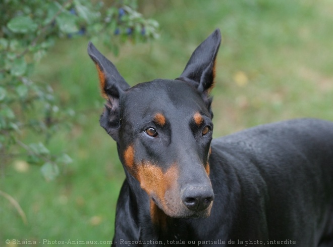 Photo de Dobermann