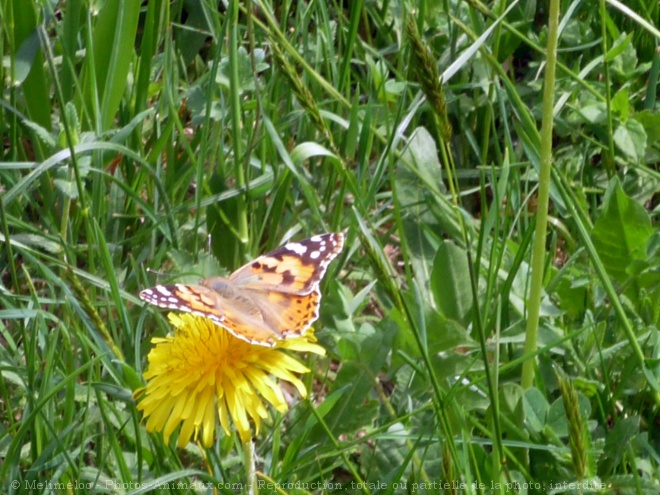 Photo de Papillon