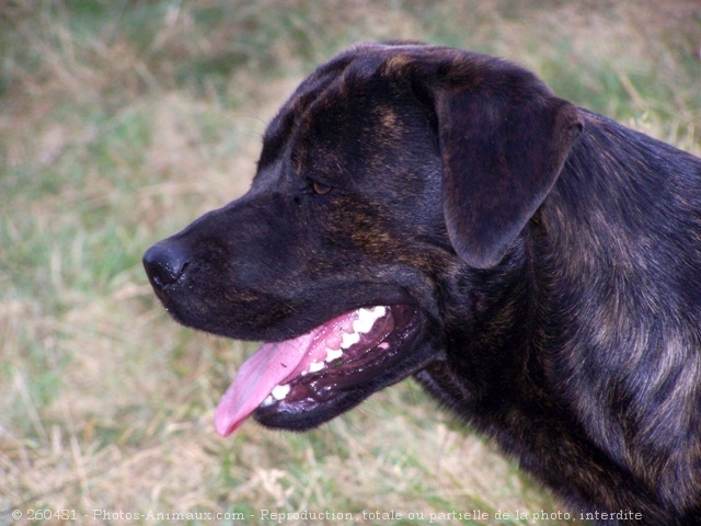 Photo de Rottweiler