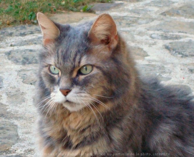 Photo de Chat domestique