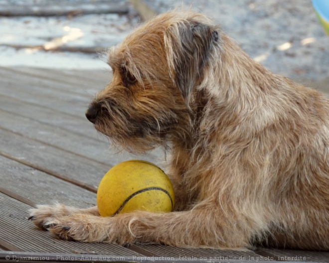 Photo de Border terrier