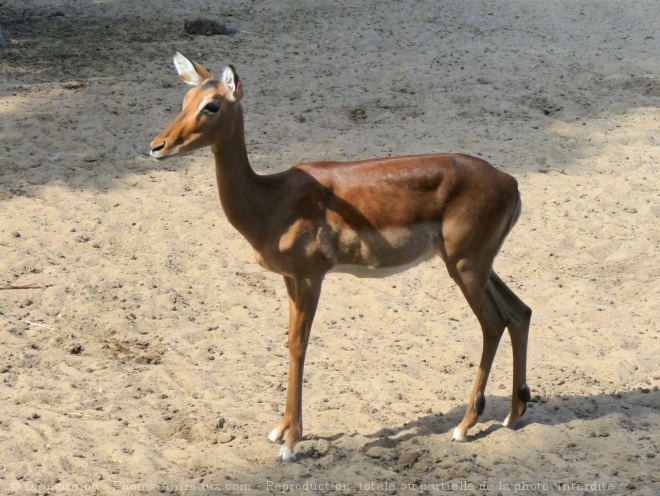 Photo d'Impala