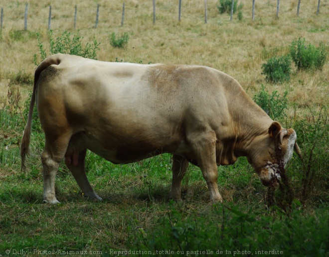 Photo de Vache