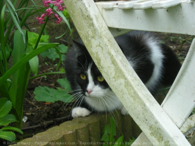 Photo de Chat domestique