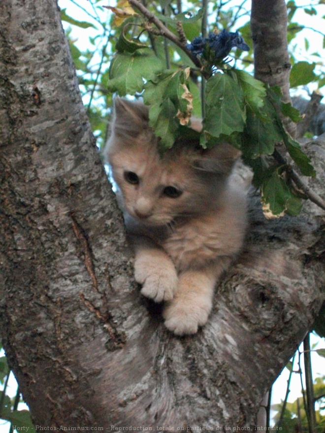 Photo de Chat domestique