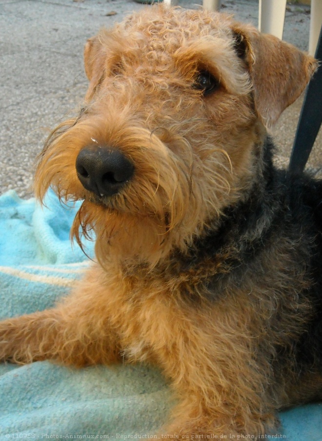 Photo d'Airedale terrier