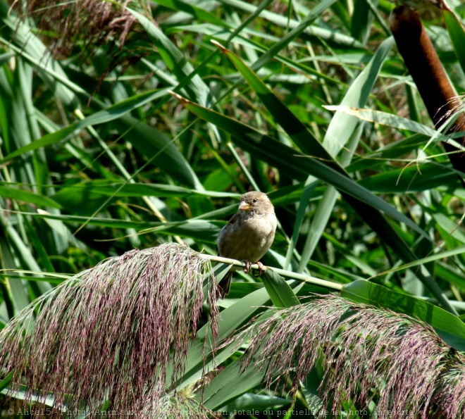 Photo de Moineau