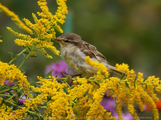 Photo de Moineau