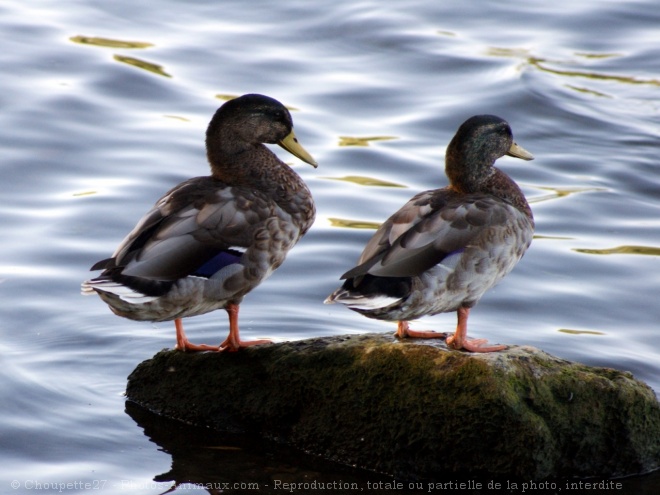 Photo de Canard colvert