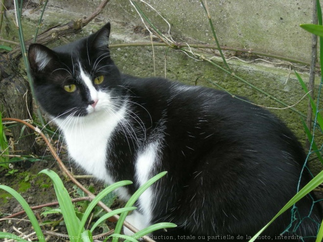 Photo de Chat domestique