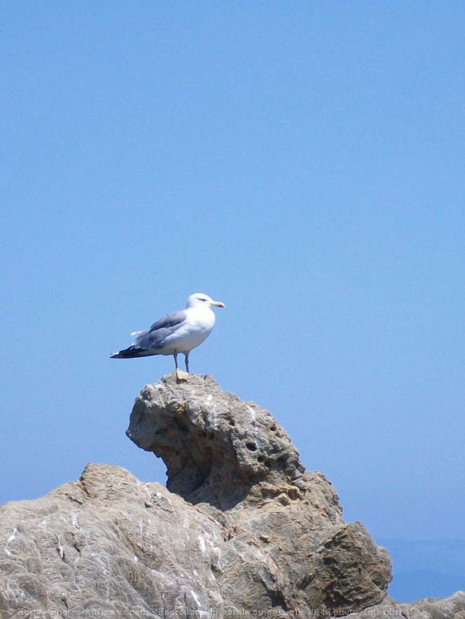 Photo de Mouette