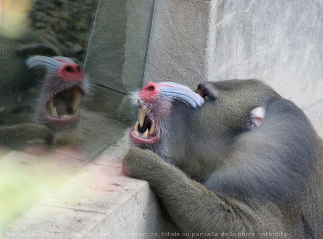 Photo de Singe - mandrill