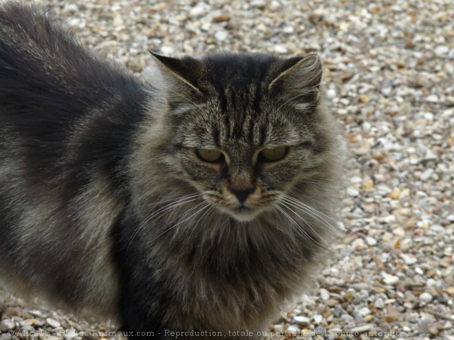 Photo de Chat domestique