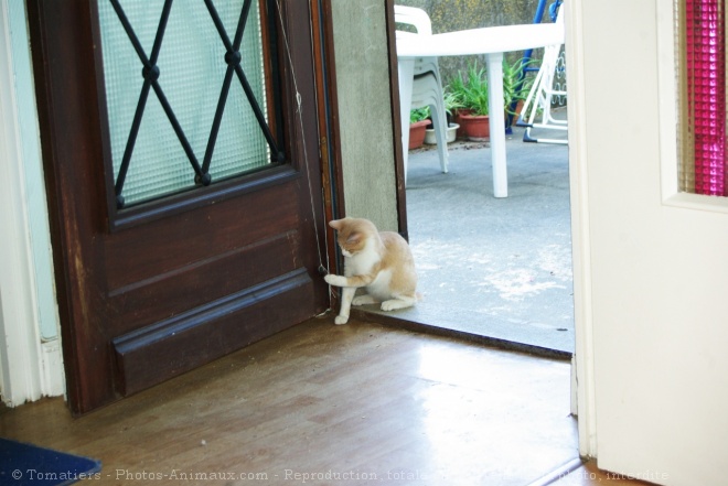 Photo de Chat domestique