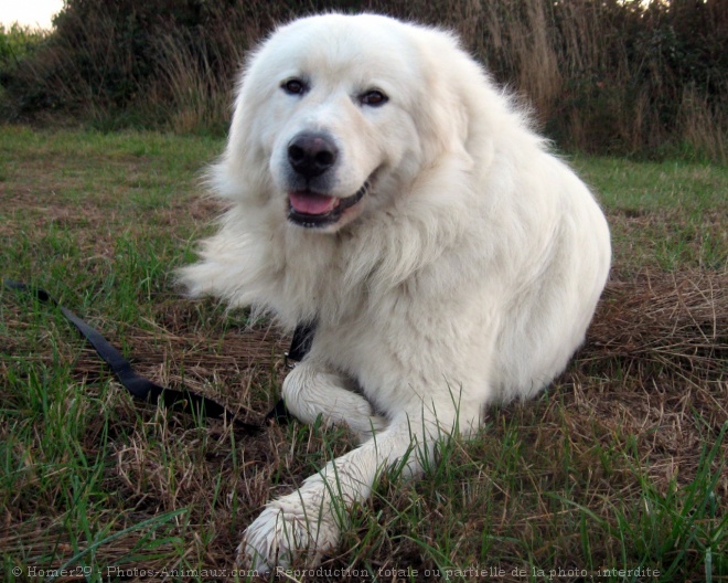 Photo de Chien de montagne des pyrnes