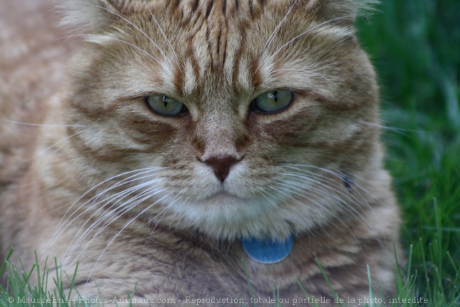 Photo de Chat domestique