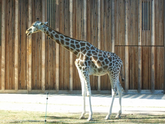 Photo de Girafe