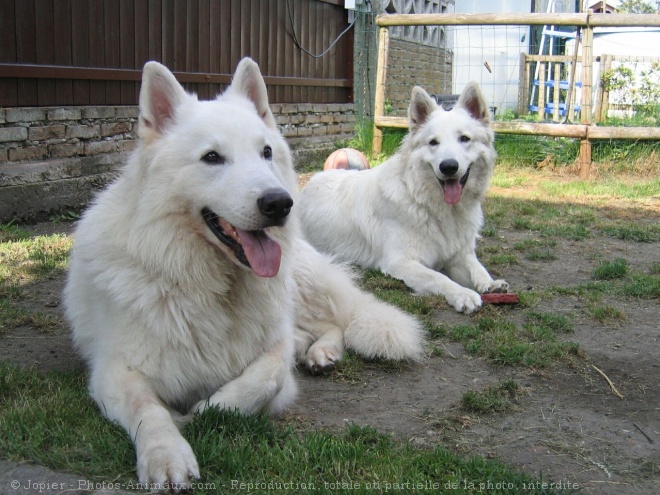 Photo de Berger blanc suisse