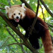 Photo de Panda roux