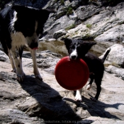 Photo de Border collie