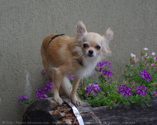 Photo de Chihuahua  poil long