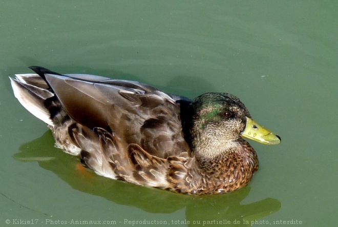 Photo de Canard