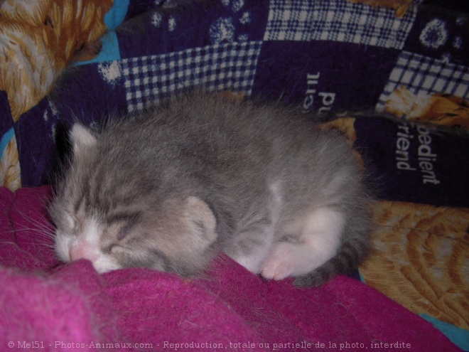 Photo de Chat domestique