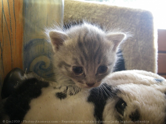 Photo de Chat domestique