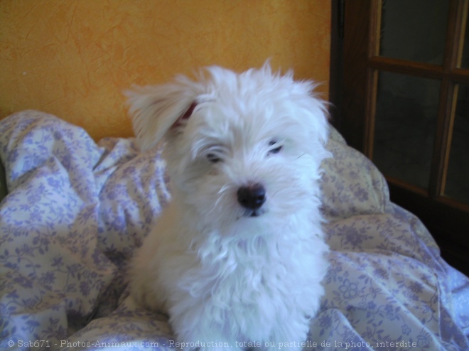 Photo de Coton de tulear