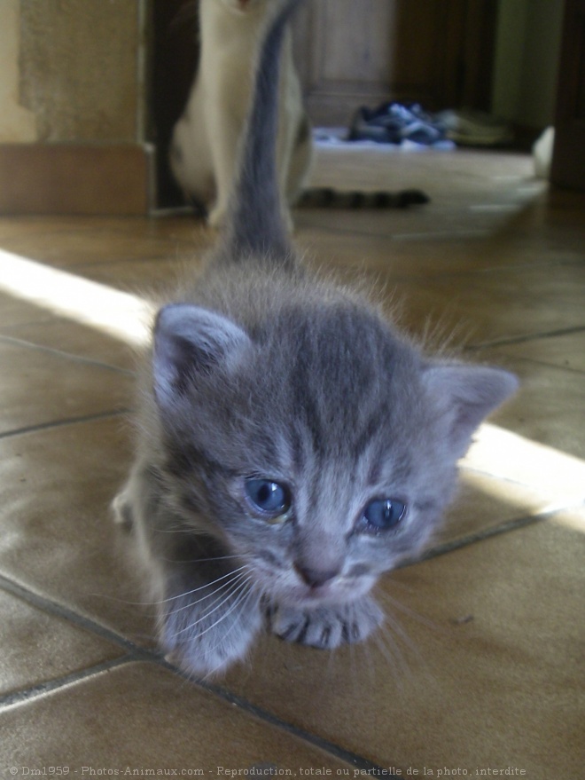 Photo de Chat domestique