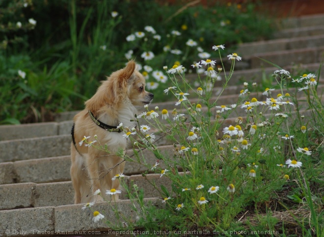 Photo de Chihuahua  poil long