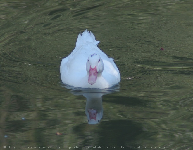 Photo de Canard