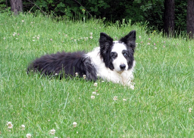 Photo de Border collie