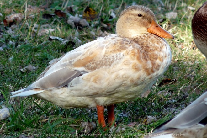 Photo de Canard