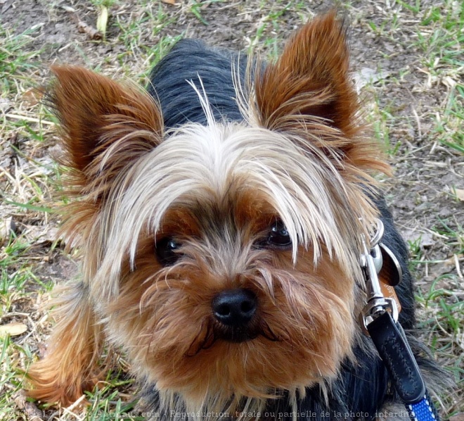 Photo de Yorkshire terrier